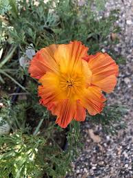 Attēlu rezultāti vaicājumam “Eschscholzia californica leaf”