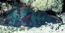 Image result for Scarus niger