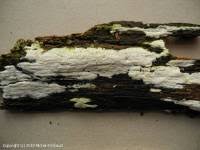 Attēlu rezultāti vaicājumam “Ceriporia viridans”