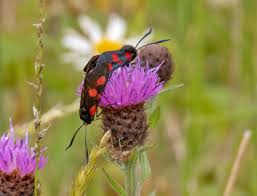 Attēlu rezultāti vaicājumam “Zygaena lonicerae”