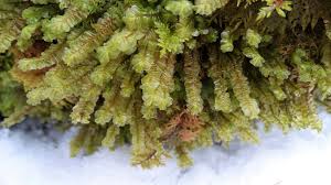 Attēlu rezultāti vaicājumam “Plagiochila asplenioides”