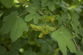 Attēlu rezultāti vaicājumam “Acer campestre fruit”