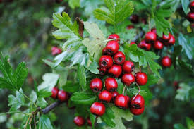 Image result for Rosengewächse