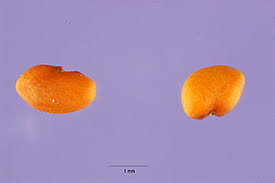 Attēlu rezultāti vaicājumam “Medicago sativa subsp. falcata”