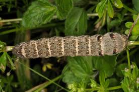 Attēlu rezultāti vaicājumam “Deilephila porcellus”