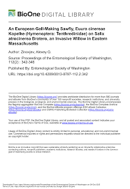 Attēlu rezultāti vaicājumam “Euura brevicornis”