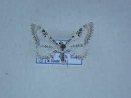 Attēlu rezultāti vaicājumam “Eupithecia centaureata”