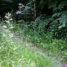 Attēlu rezultāti vaicājumam “Glyceria fluitans fruit”