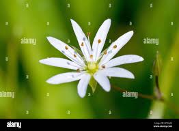 Attēlu rezultāti vaicājumam “Stellaria graminea flower”