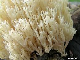 Attēlu rezultāti vaicājumam “Clavicorona pyxidata”