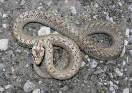 Attēlu rezultāti vaicājumam “Coronella austriaca”