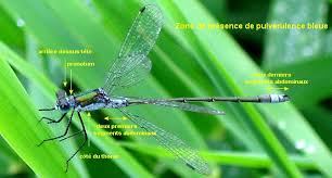 Attēlu rezultāti vaicājumam “Lestes sponsa”