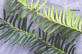 Attēlu rezultāti vaicājumam “Taxus baccata bud”