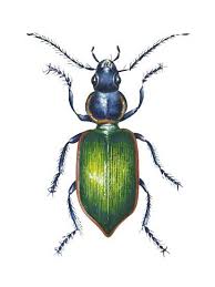 Attēlu rezultāti vaicājumam “Carabidae”