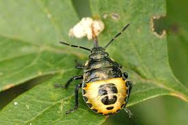 Attēlu rezultāti vaicājumam “Tritomegas bicolor”