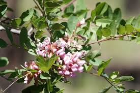 Attēlu rezultāti vaicājumam “Robinia neomexicana”