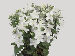 Image result for Campanula isophylla