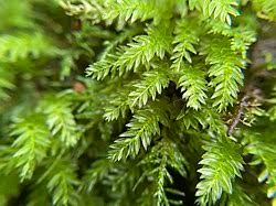 Attēlu rezultāti vaicājumam “Mnium hornum sporophyte”