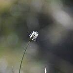 Attēlu rezultāti vaicājumam “Carex dioica male flower”