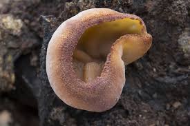 Attēlu rezultāti vaicājumam “Peziza repanda”