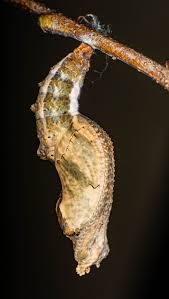 Attēlu rezultāti vaicājumam “Ceruchus chrysomelinus imago”