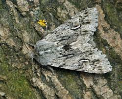 Attēlu rezultāti vaicājumam “Brachionycha nubeculosa”