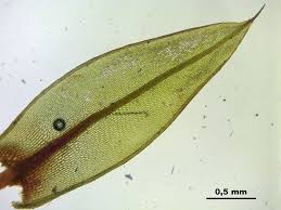 Attēlu rezultāti vaicājumam “Bryum pseudotriquetrum”