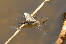 Attēlu rezultāti vaicājumam “Aquarius najas”