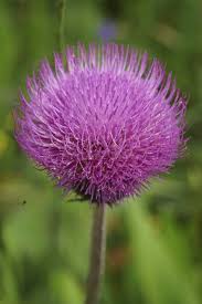 Attēlu rezultāti vaicājumam “Cirsium heterophyllum flower”