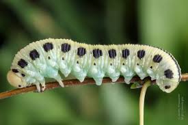 Attēlu rezultāti vaicājumam “Cimbex femoratus larva”