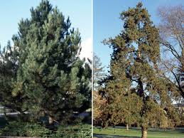 Attēlu rezultāti vaicājumam “Pinus nigra”