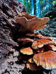 Attēlu rezultāti vaicājumam “Pycnoporellus fulgens”