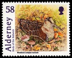 Attēlu rezultāti vaicājumam “Scolopax rusticola”