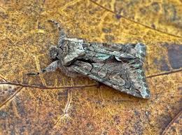 Attēlu rezultāti vaicājumam “Allophyes oxyacanthae”