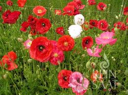 Image result for Mohn