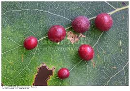 Attēlu rezultāti vaicājumam “Harmandia”