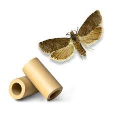 Attēlu rezultāti vaicājumam “Grapholita funebrana larva”