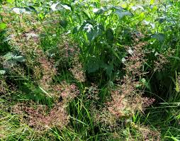 Attēlu rezultāti vaicājumam “Agrostis capillaris”