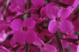 Attēlu rezultāti vaicājumam “Erysimum hieracifolium leaf”