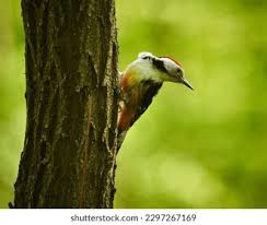 Attēlu rezultāti vaicājumam “Dendrocopos medius nest”