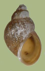 Attēlu rezultāti vaicājumam “Lymnaeidae”