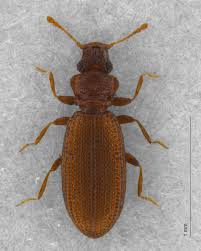 Attēlu rezultāti vaicājumam “Dienerella elongata”