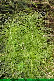 Attēlu rezultāti vaicājumam “Equisetum telmateia”