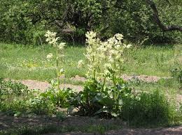Attēlu rezultāti vaicājumam “Rheum rhabarbarum flower”