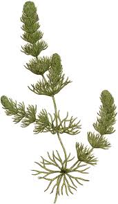 Attēlu rezultāti vaicājumam “Ceratophyllaceae”