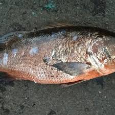 Image result for Lutjanus novemfasciatus