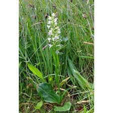 Attēlu rezultāti vaicājumam “Platanthera chlorantha flower”