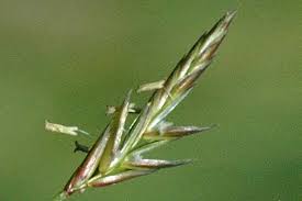 Attēlu rezultāti vaicājumam “Bromopsis inermis fruit”