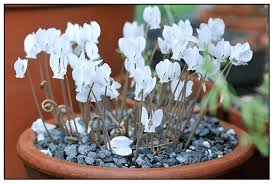 Attēlu rezultāti vaicājumam “Cyclamen hederifolium”