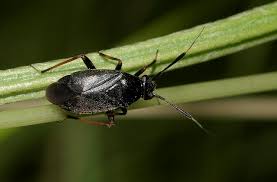 Attēlu rezultāti vaicājumam “Capsus ater”